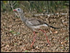 red_legged_seriema_206348