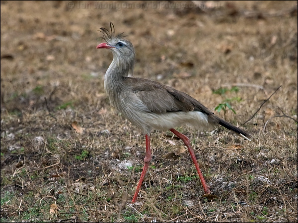 Red-legged Seriema red_legged_seriema_206336.psd