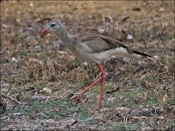 Red-legged Seriema red_legged_seriema_206337.psd
