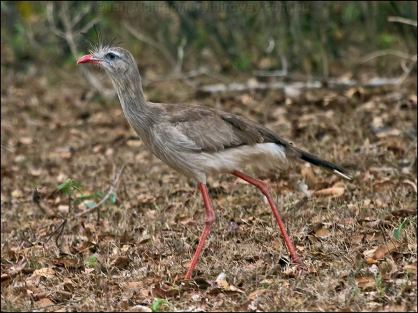 Red-legged Seriema red_legged_seriema_206348.psd