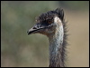 emu_151698