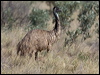emu_151707