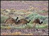emu_152492