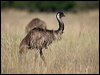 emu_158127