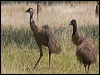 emu_186724