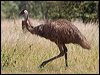 emu_186738