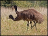 emu_186740