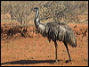 emu_188223