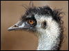 Click here to enter gallery and see photos of Emu