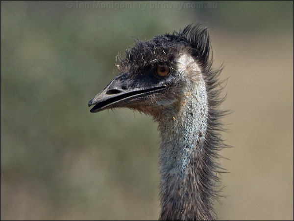 Emu emu_151698.psd