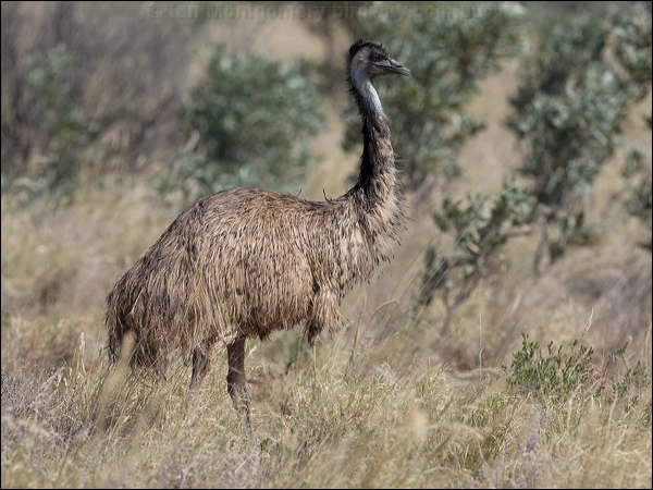 Emu emu_151707.psd