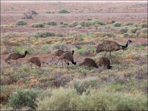 Emu emu_152477.psd