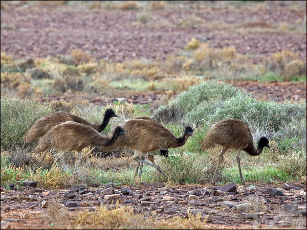 Emu emu_152492.psd