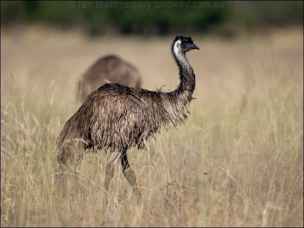 Emu emu_158127.psd