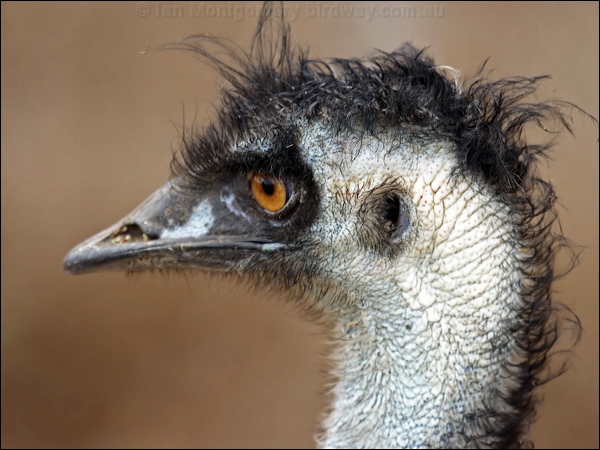 Emu emu_80328.psd