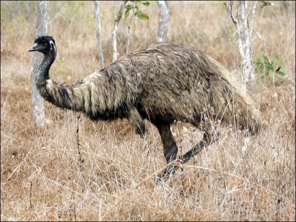 Emu emu_80330.psd