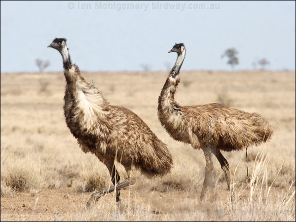 Emu emu_83227.psd
