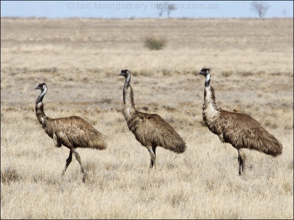 Emu emu_83233.psd