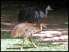 southern_cassowary_02167