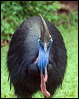 southern_cassowary_104496