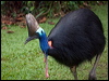 southern_cassowary_104498