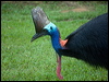 southern_cassowary_104502