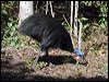 southern_cassowary_10781
