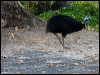 southern_cassowary_155588