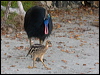 southern_cassowary_155605