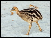 southern_cassowary_155618