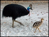 southern_cassowary_155630