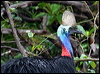 southern_cassowary_34389