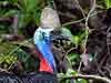 Click here to enter Southern Cassowary photo gallery