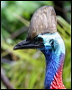 southern_cassowary_34405