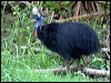 southern_cassowary_34446