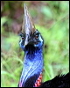 southern_cassowary_34454