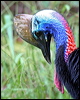 southern_cassowary_34458