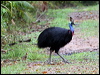 southern_cassowary_60797