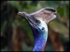 southern_cassowary_80350