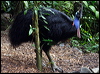 southern_cassowary_80391