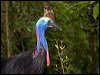 southern_cassowary_85003