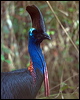 southern_cassowary_85121