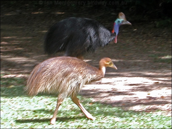 Southern Cassowary southern_cassowary_02167.psd