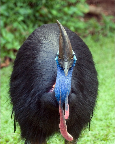 Southern Cassowary southern_cassowary_104496.psd