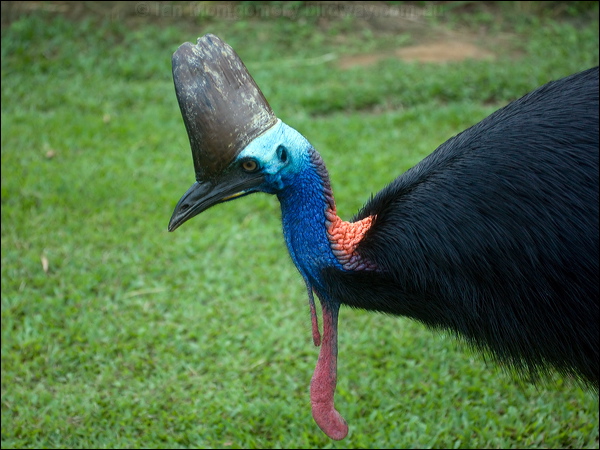 Southern Cassowary southern_cassowary_104502.psd