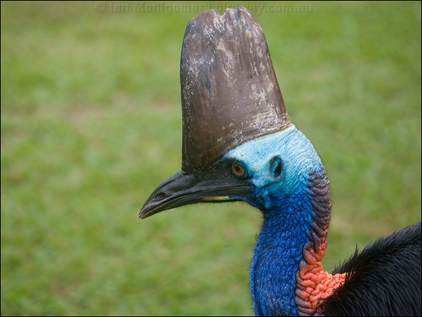 Southern Cassowary southern_cassowary_104504.psd