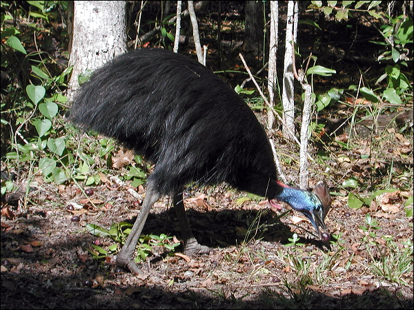 Southern Cassowary southern_cassowary_10781.psd
