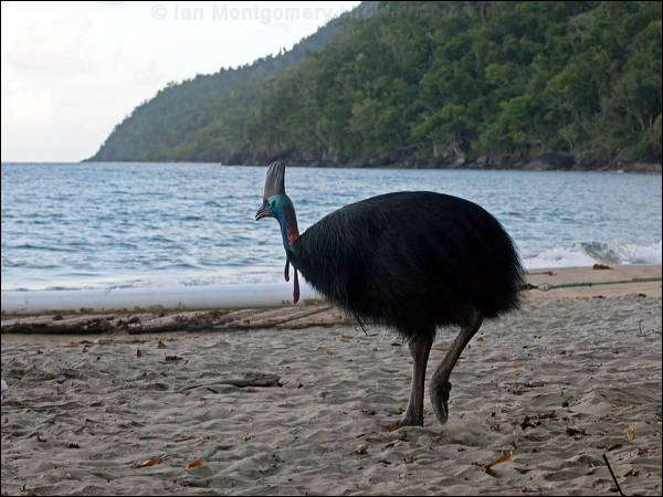 Southern Cassowary southern_cassowary_150694.psd