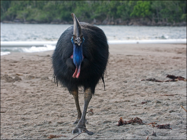 Southern Cassowary southern_cassowary_150703.psd