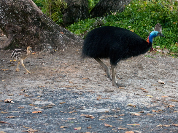 Southern Cassowary southern_cassowary_155588.psd